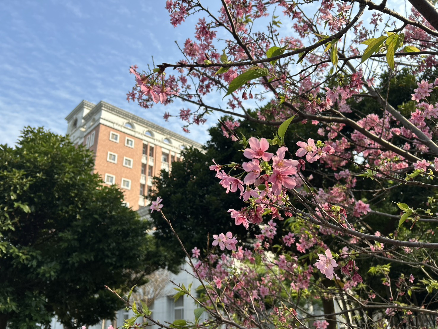 「法律學院春景」相簿，共4張，法律學院春景照